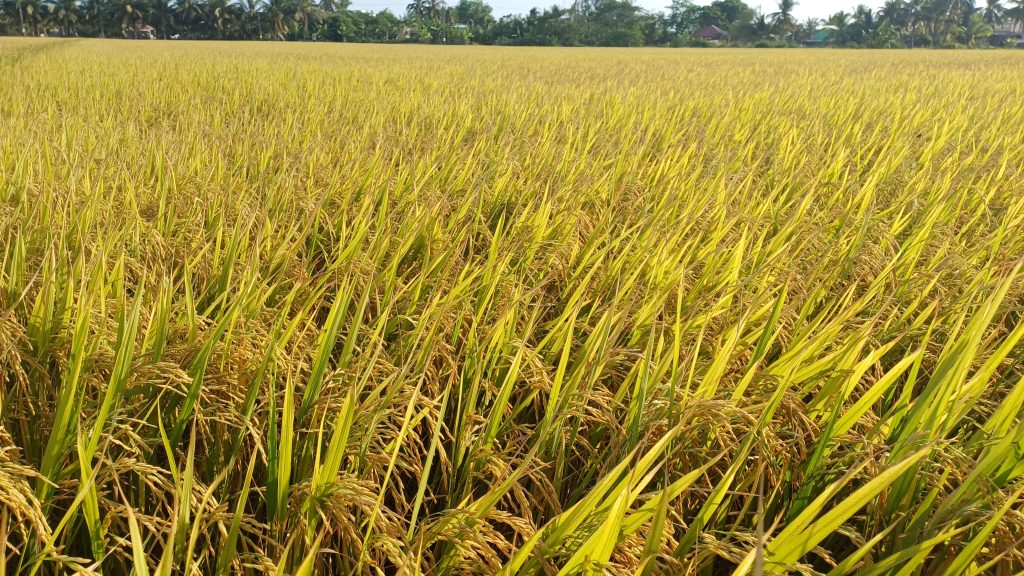 Thách thức của người làm lúa: Bón phân nhiều nhưng không trúng