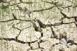 Dấu hiệu nhận biết đất bạc màu