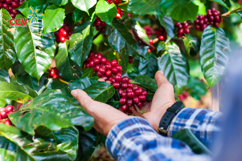 Trồng cà phê ứng dụng công nghệ cao