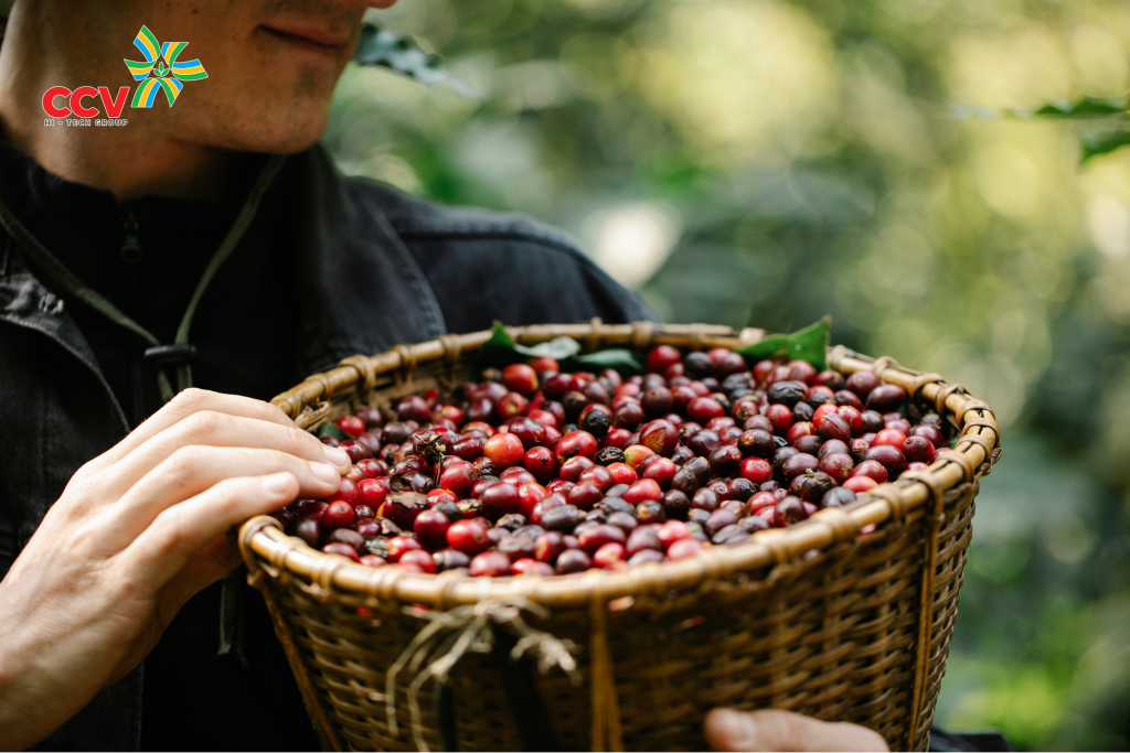 Thu hoạch và tái canh cà phê
