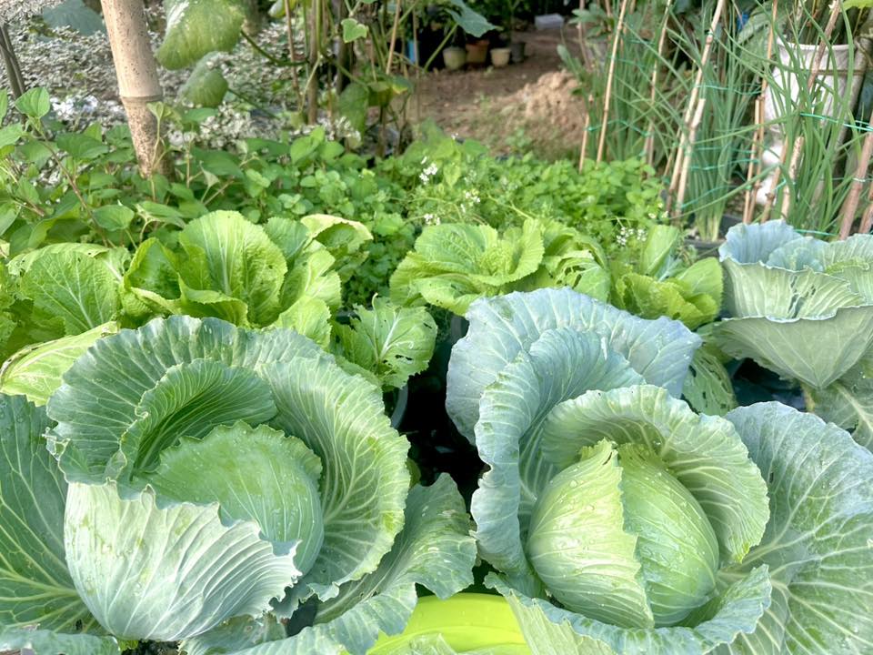 Lợi ích khi áp dụng đúng cách trồng cây hiệu quả