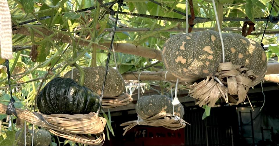 Cách trồng cây hiệu quả cho từng loại cây phổ biến