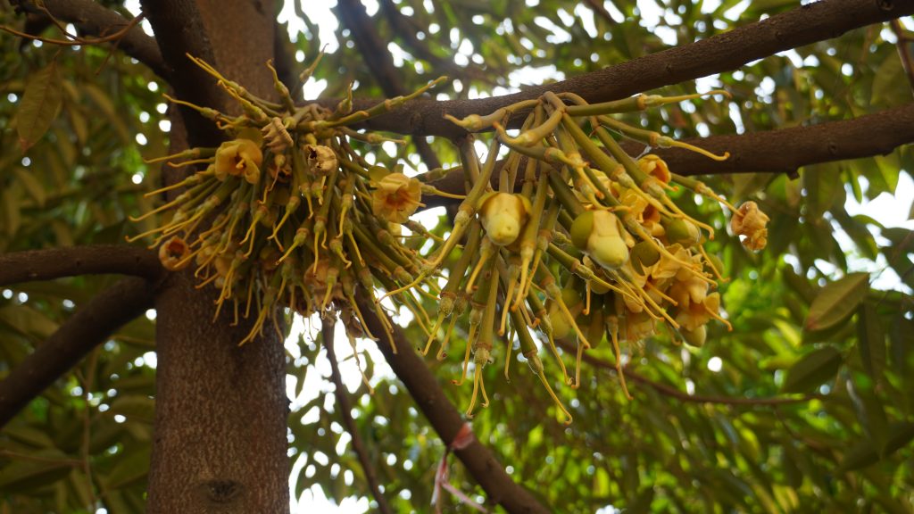 phan-bon-cho-sau-rieng-ra-hoa