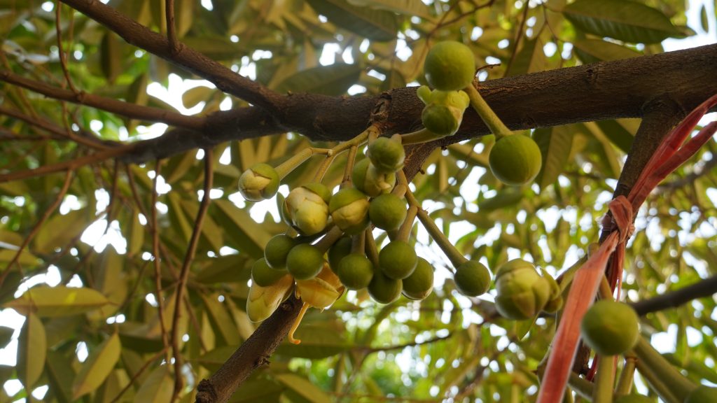 cách chăm sóc sầu riêng ra hoa đậu trái