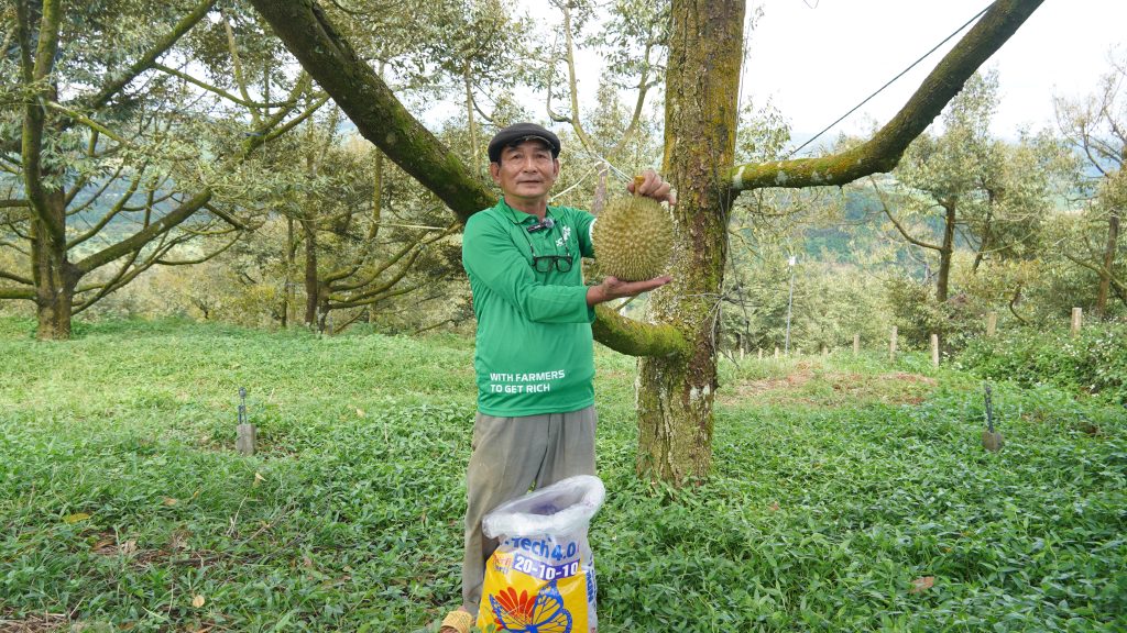 luong-phan-phan-bon-cho-sau-rieng-theo-tung-gia-doan