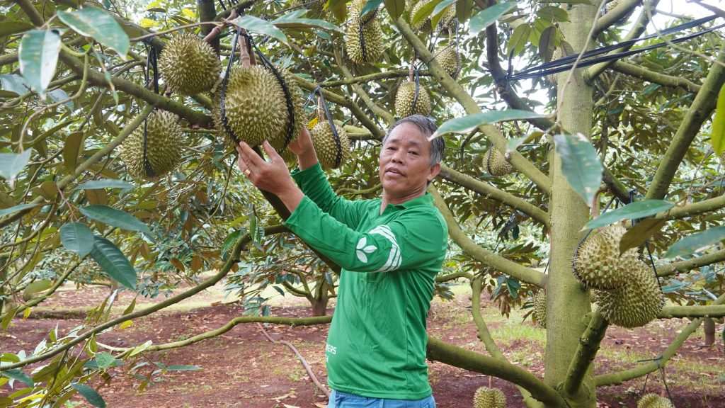 Nguyên tắc chung trong cách trồng cây đúng kỹ thuật