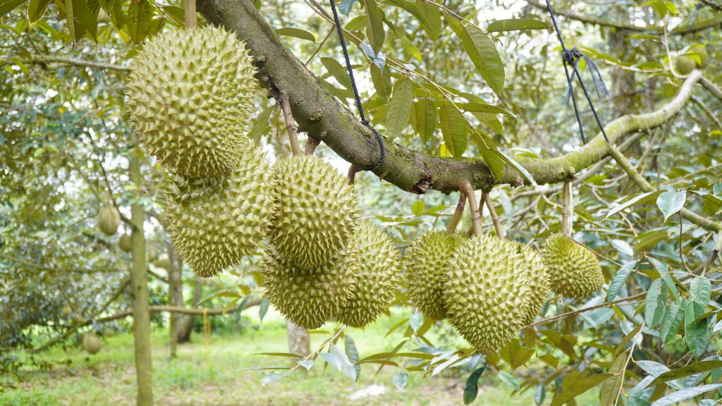 cham-soc-vuon-sau-rieng-tong-the