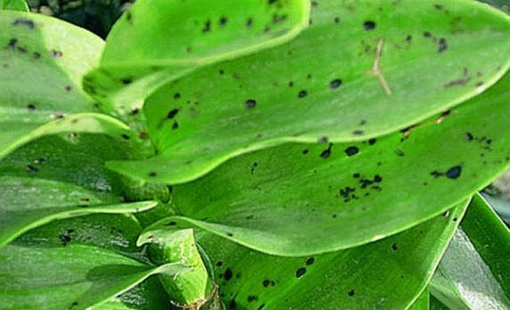 Lá bị đốm nâu, đốm đen – dấu hiệu điển hình của nấm bệnh