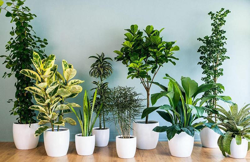 Vì sao nên trồng cây tại nhà?