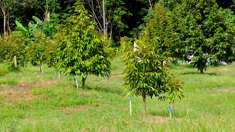 Cách chăm sóc cây sầu riêng con