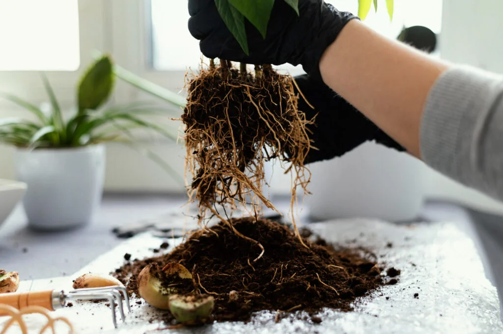 Gợi ý cách trồng cây không bị chết theo nhu cầu
