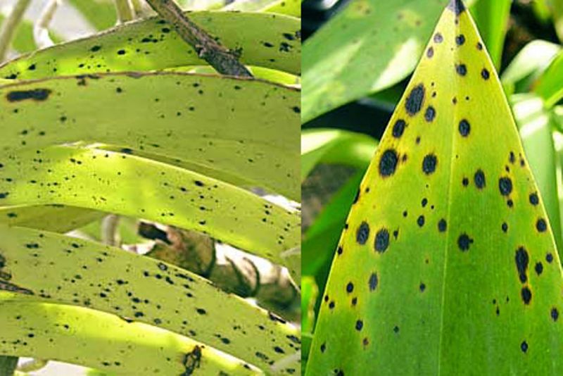 Làm sao phân biệt lá bị đốm do nấm, sâu hại hay thiếu chất?
