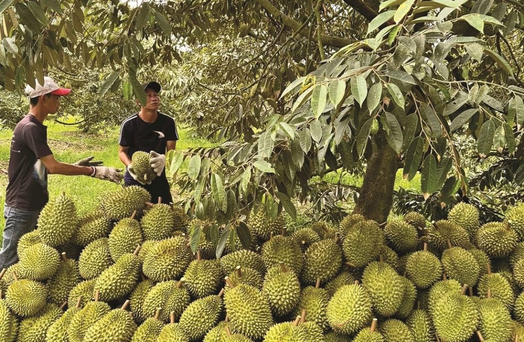 Các vùng trồng sầu riêng ở Việt Nam