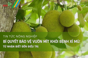 Bí quyết bảo vệ vườn mít khỏi bệnh xì mủ: Từ nhận biết đến điều trị