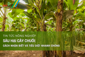 cách nhận viết và tiêu diệt sâu hại cây chuối