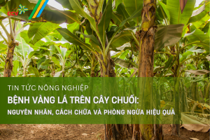 Triệu chứng bệnh vàng lá trên cây chuối