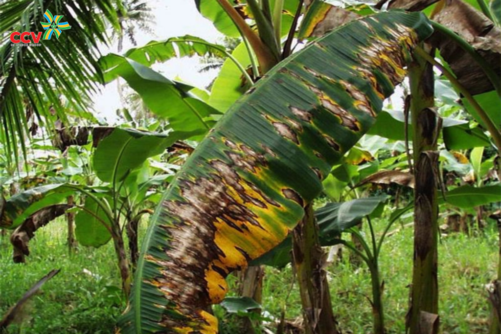 bệnh vàng lá chuối