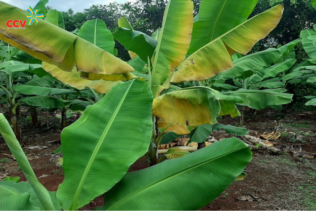 Nguyên nhân gây bệnh vàng lá trên cây chuối