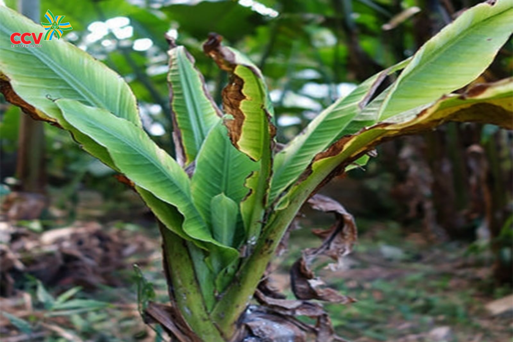 Sâu đục thân hại chuối