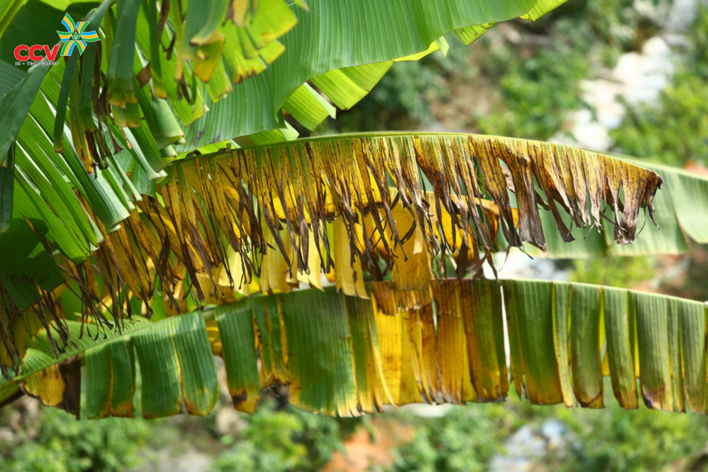 Bệnh Panama trên cây chuối