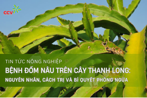 Bệnh đốm lá trên cây thanh long