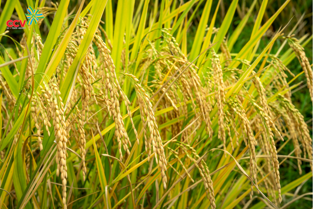 Vai trò của phân bón cho cây lúa