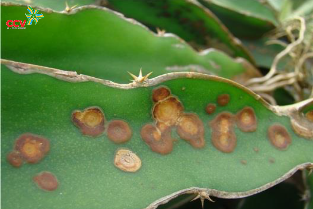 Nguyên nhân bệnh đốm nâu trên cây thanh long