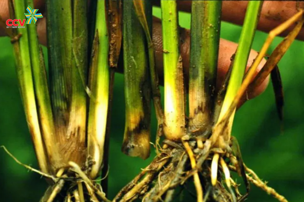 Nguyên nhân khiến lúa bị thối rễ, thối bẹ