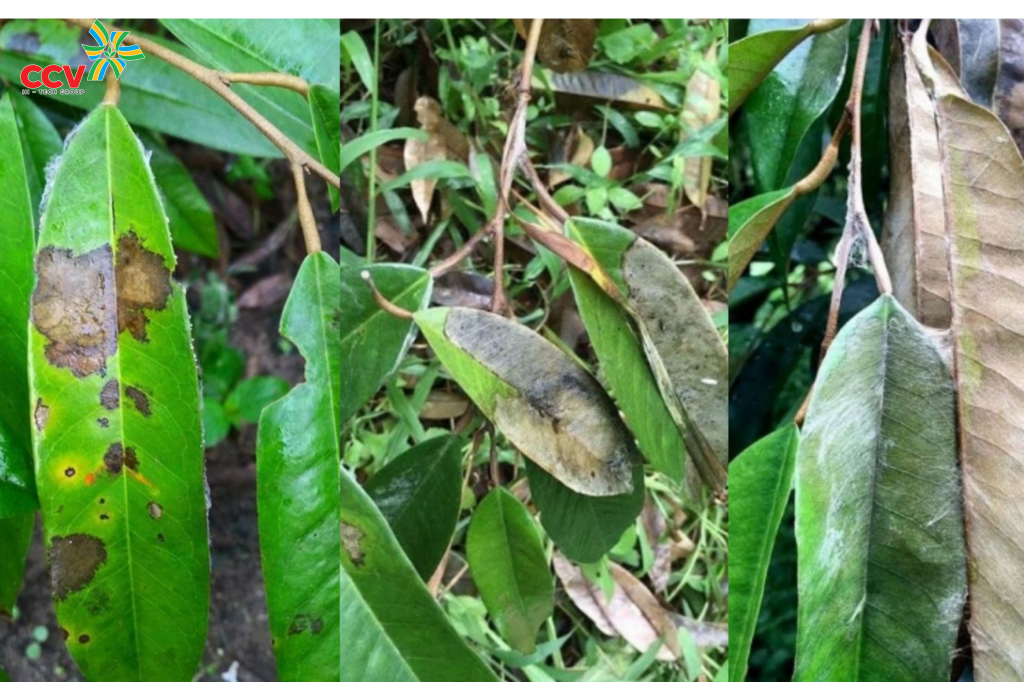 Biện pháp phòng và trị bệnh cháy lá tổ kiến