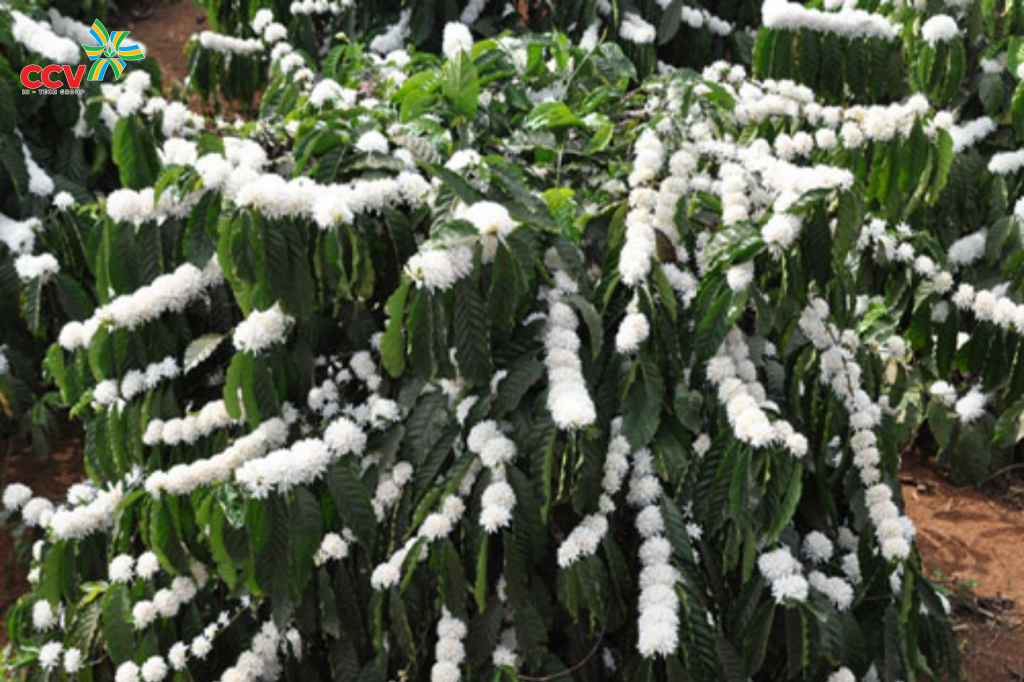 Đặc điểm và mùa cà phê ra hoa