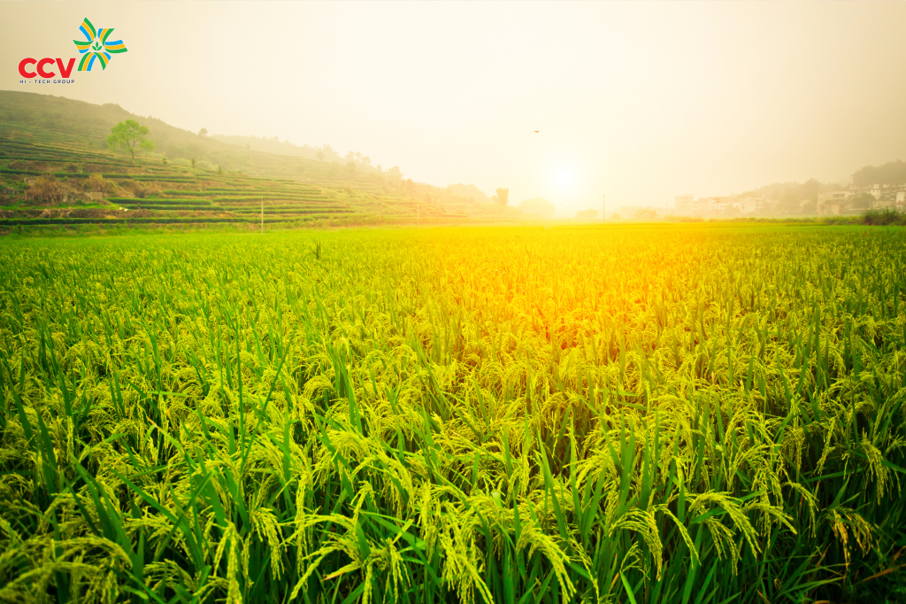 Các giai đoạn bón phân cho cây lúa