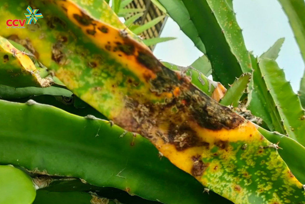 Cách trị bệnh đốm trắng trên thanh long