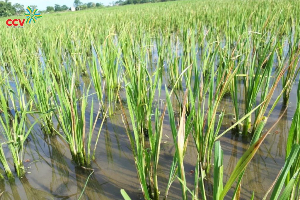 Biện pháp phòng ngừa và khắc phục lúa bị thối rễ