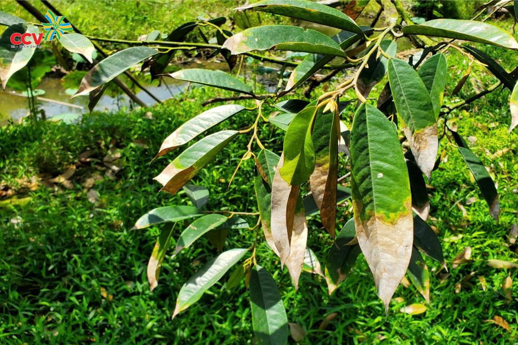 Nguyên nhân gây bệnh cháy lá tổ kiến