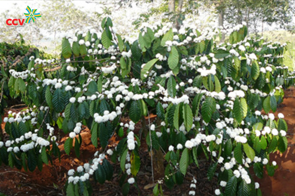 Chăm sóc cây cà phê ra hoa