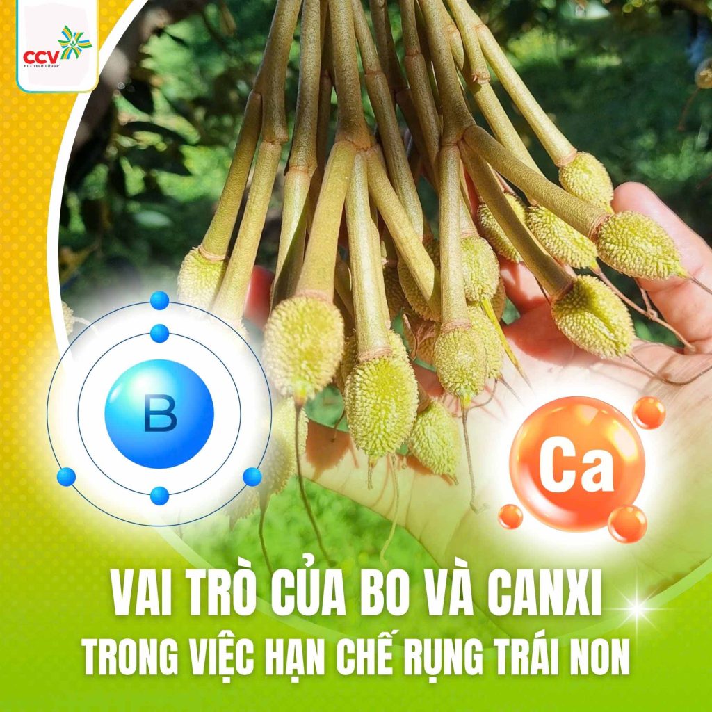 Vai trò Bo và Canxi với sầu riêng