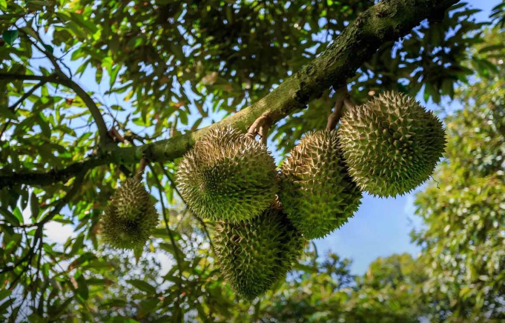 Phòng ngừa bệnh thối trái ở sầu riêng mùa mưa