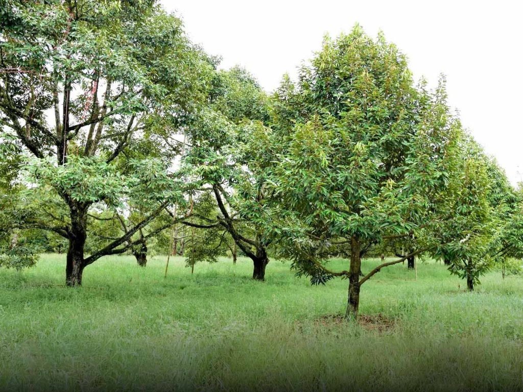 Chuẩn bị vườn sầu riêng trước mùa mưa