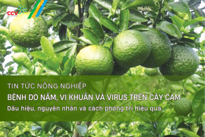 Bệnh do nấm, vi khuẩn và virus trên cây cam