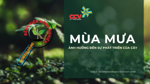 Mùa mưa ảnh hưởng đến sự phát triển của cây trồng