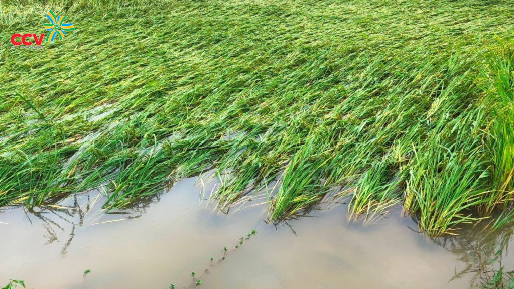 Nguyên tắc tiên quyết: THOÁT NƯỚC – bước đầu tiên khi mùa mưa đế