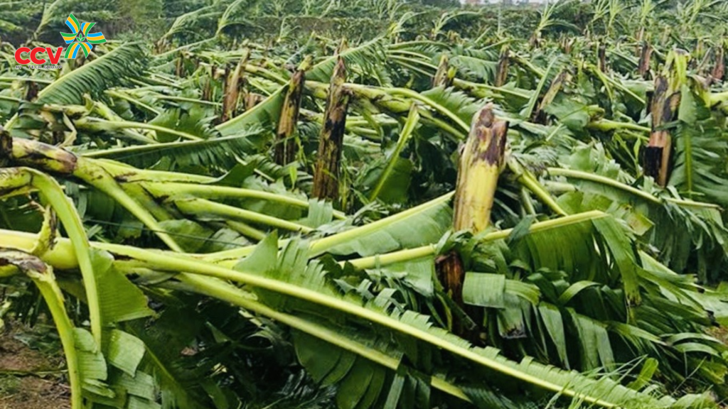 Hỗ trợ qua lá – Giải pháp kịp thời trong mùa mưa