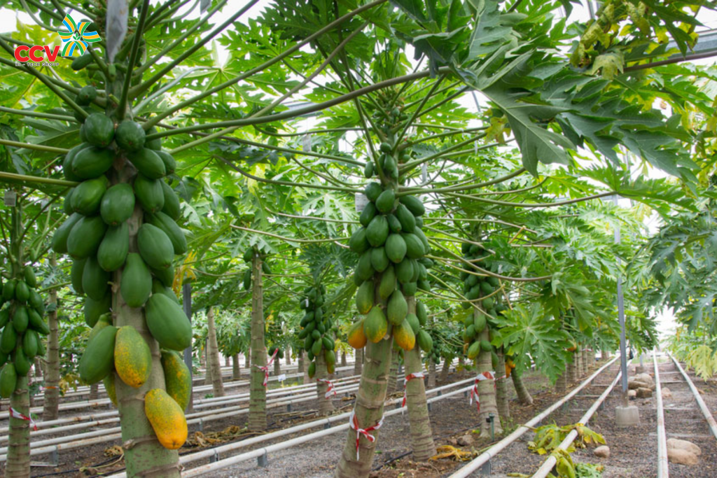 Bẻ cây đu đủ để cây thấp là gì? Vì sao nhà vườn nên áp dụng?