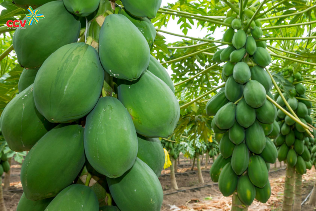 Cách bẻ cây đu đủ để cây thấp đúng kỹ thuật